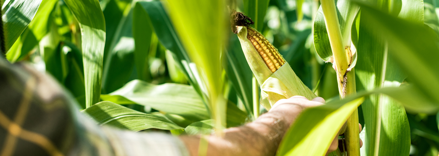 The NaKu organic bag is made from European corn starch