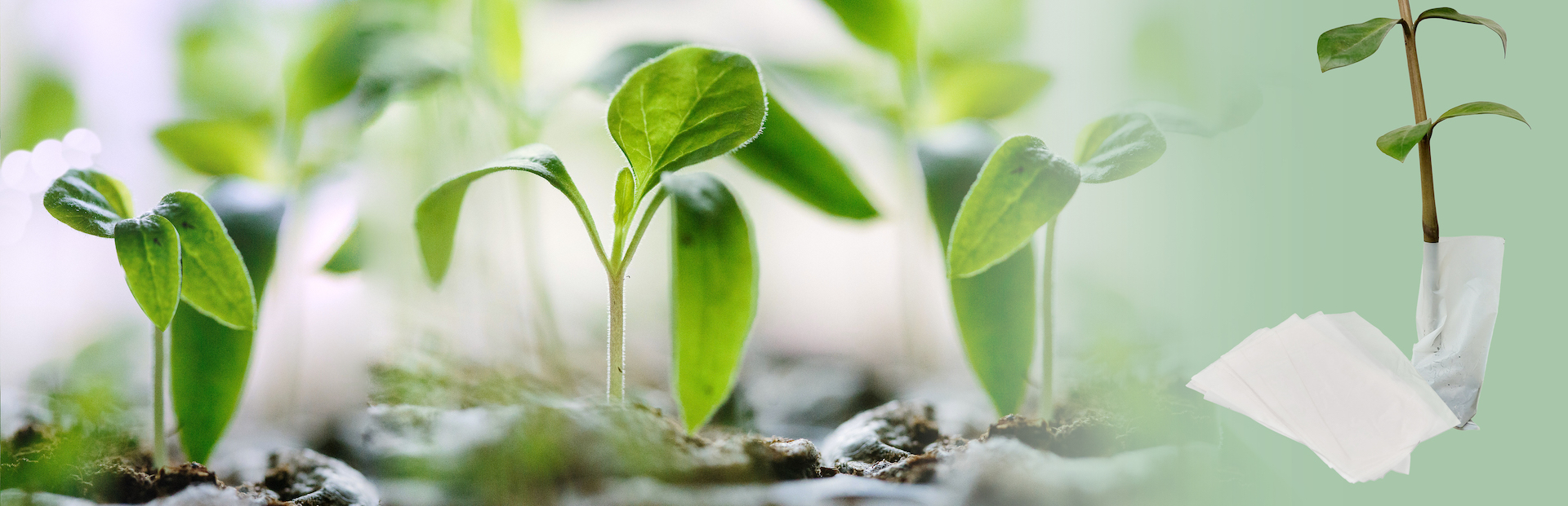 NaKu organic plant bag